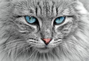 chat gris yeux bleus